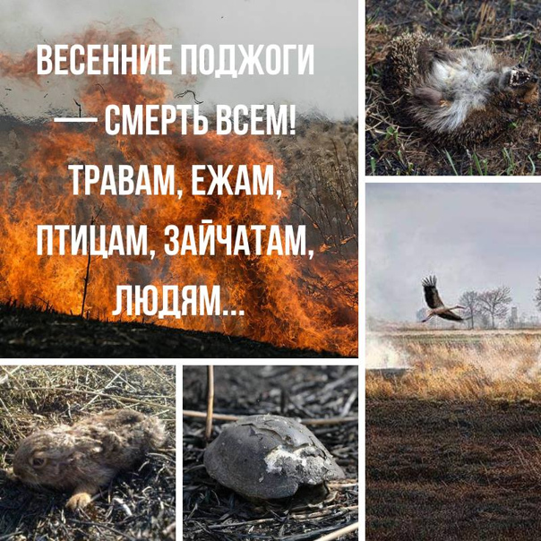 Пал сухой травы - убивает!.