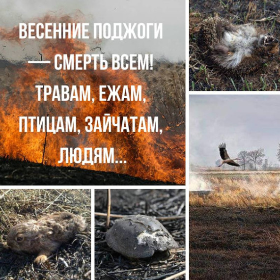 Пал сухой травы - убивает!. Пал сухой травы - убивает!.